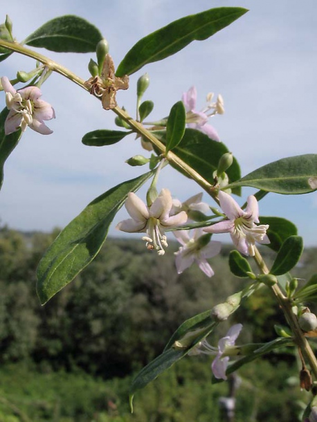 Изображение особи Lycium barbarum.