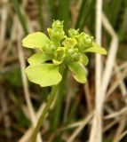 род Chrysosplenium. Верхушка плодоносящего растения. Полярный Урал, долина руч. Воргашор, зарастающее болото. 19.07.2011.