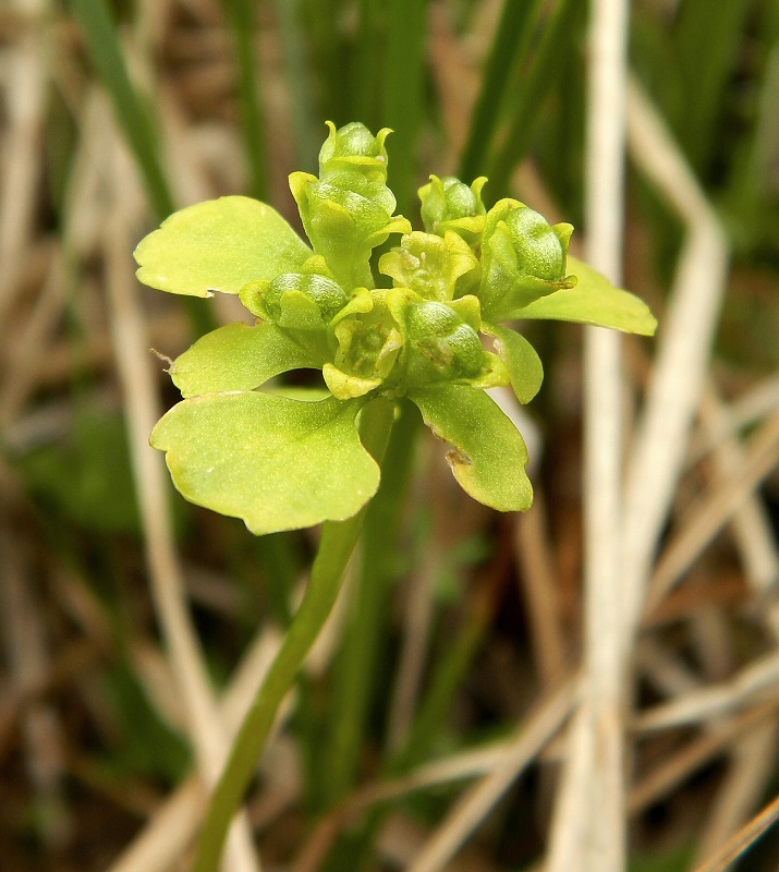 Image of genus Chrysosplenium specimen.