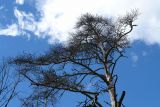 Pinus sylvestris. Крона мёртвого дерева. Московская обл., Раменский р-н, окрестности д. Хрипань, смешанный лес. 02.07.2006.