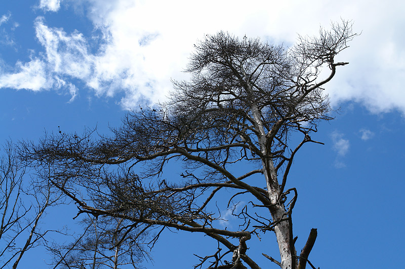 Image of Pinus sylvestris specimen.