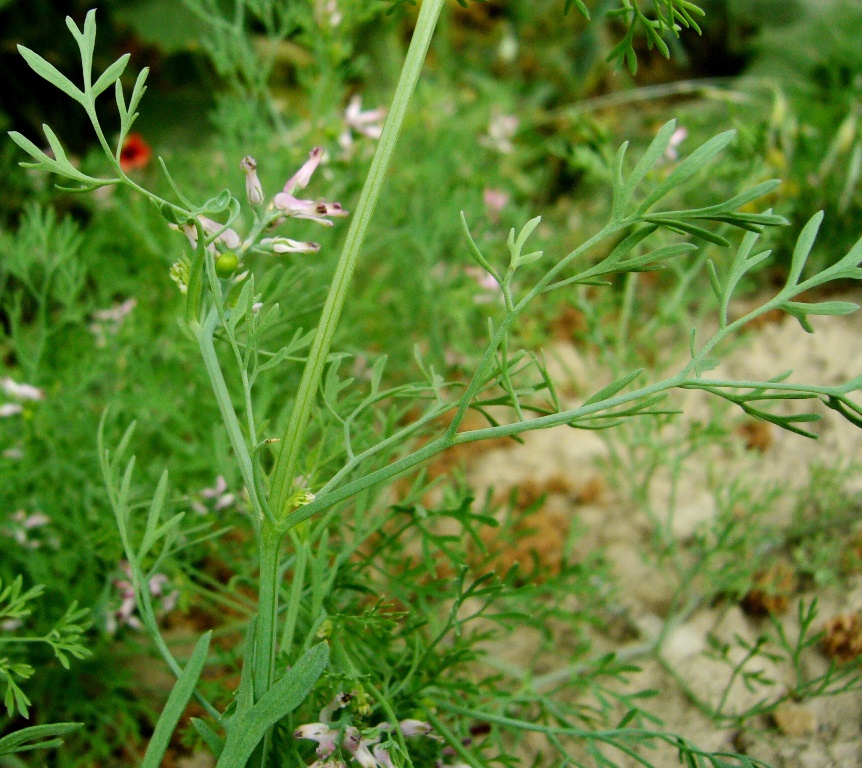 Image of Fumaria indica specimen.