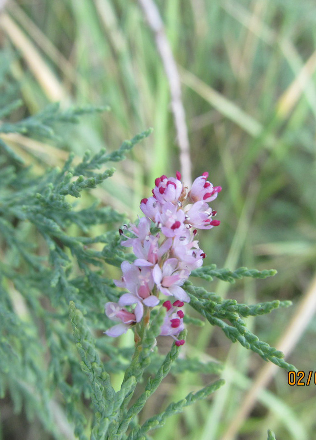 Image of Tamarix gracilis specimen.