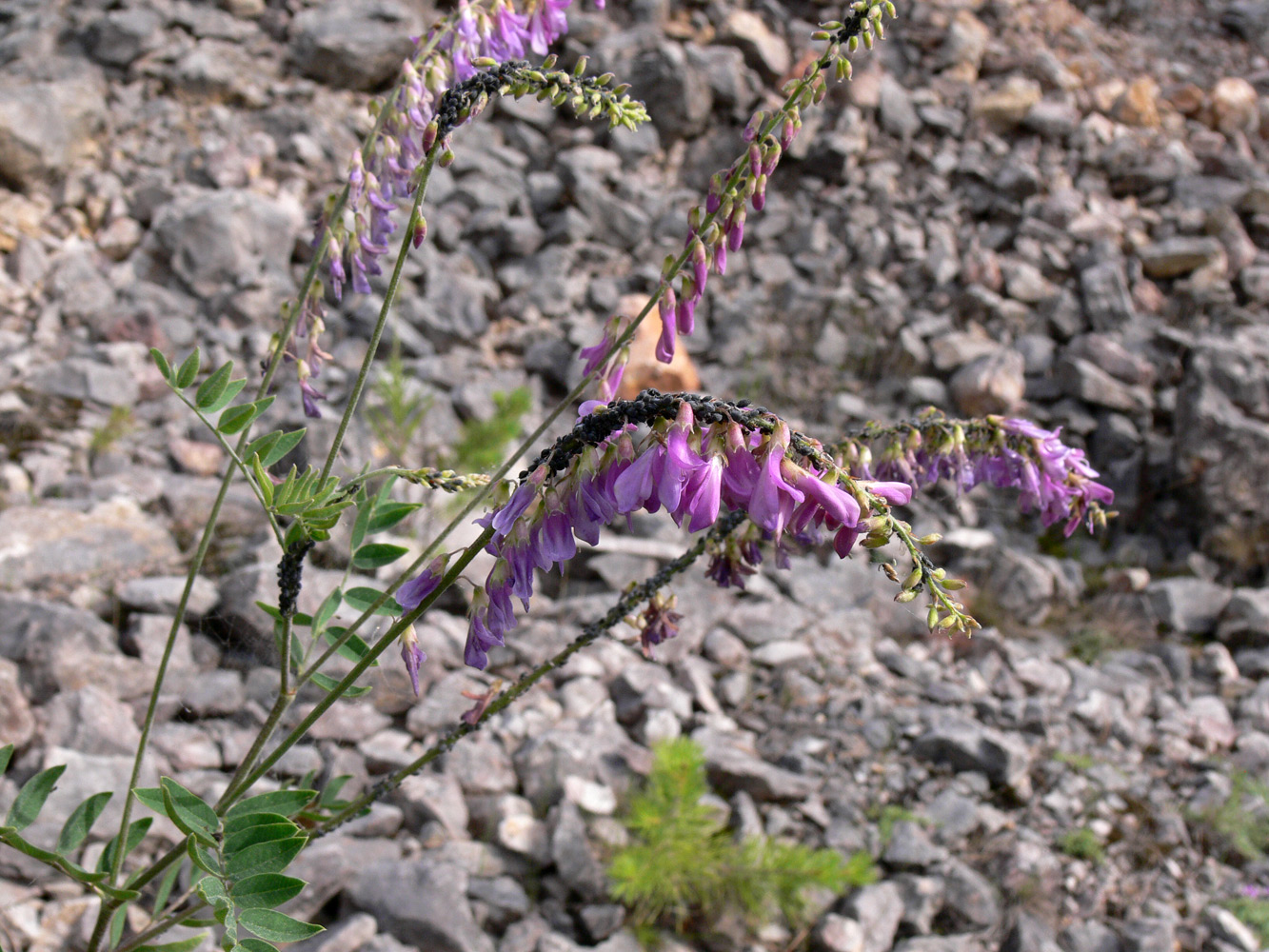 Image of Hedysarum alpinum specimen.