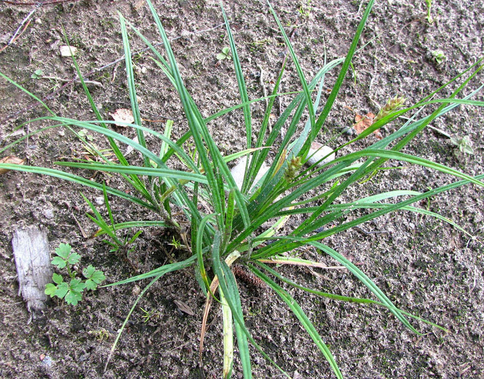 Image of Carex hirta specimen.