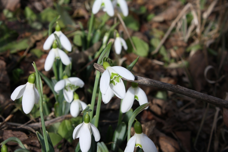 Image of Galanthus plicatus specimen.