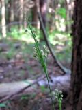 Luzula pallescens. Верхушка плодоносящего растения. Смоленская обл., Смоленский р-н, окр. пос. Каспля, сосновые посадки. 13.06.2011.