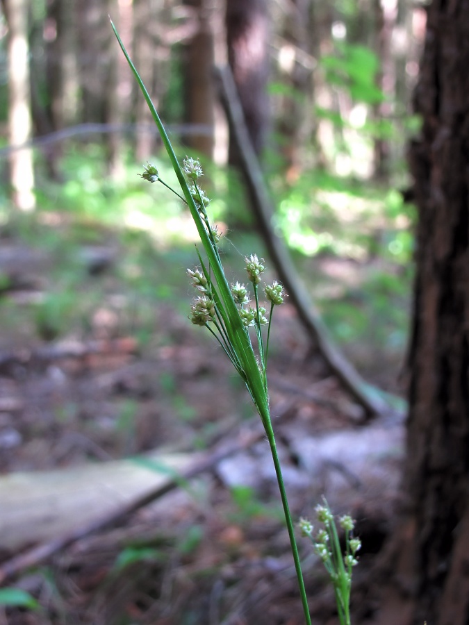 Image of Luzula pallescens specimen.