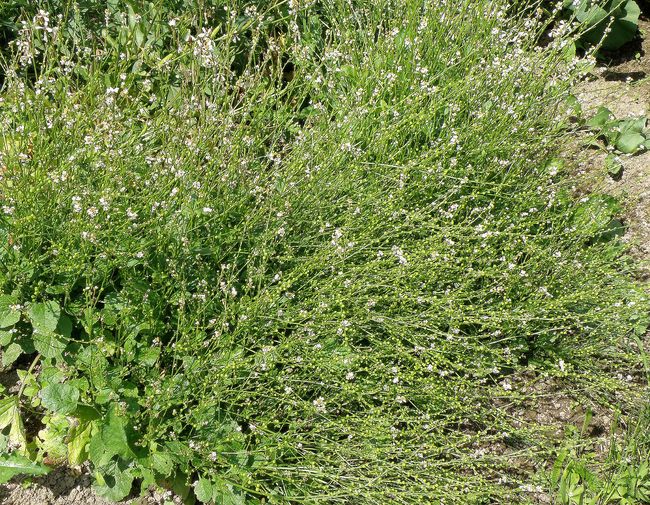 Изображение особи Crambe abyssinica.