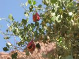 Capparis cartilaginea. Ветви с раскрывшимися плодами. Израиль, Эйлатские горы, подножие гранитной гряды. Ноябрь.