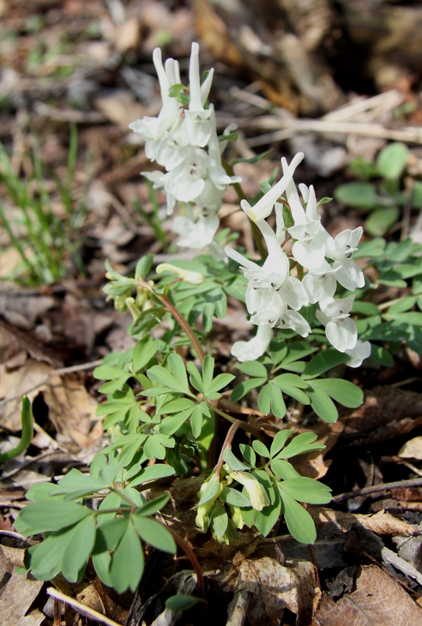 Image of Corydalis teberdensis specimen.