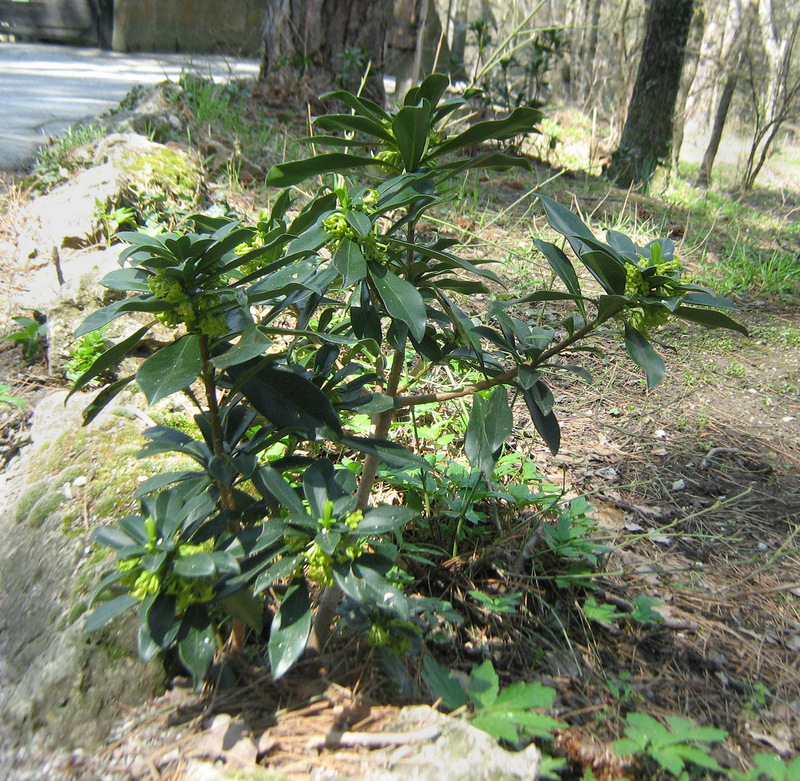 Image of Daphne laureola specimen.