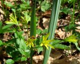 Gagea lutea