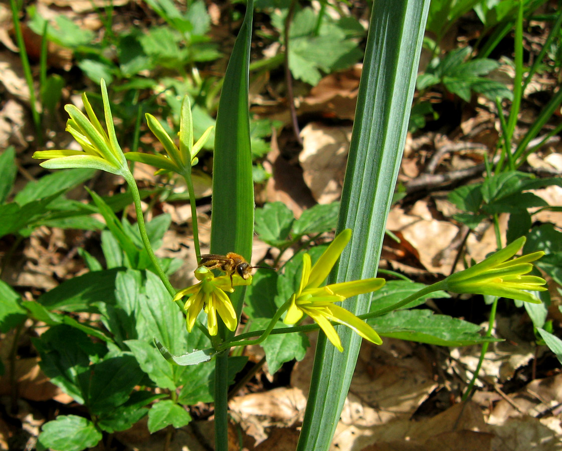Image of Gagea lutea specimen.