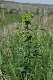 Euphorbia iberica