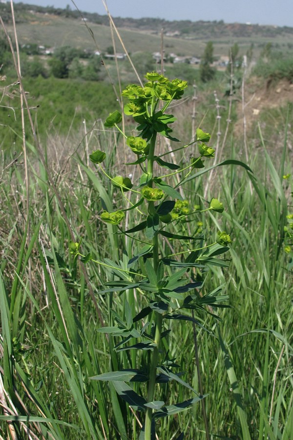 Image of Euphorbia iberica specimen.