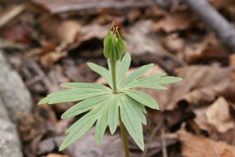 Image of Eranthis stellata specimen.