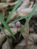 Allium monanthum. Цветущее растение в широколиственном лесу. Приморский край, г. Находка. 12.05.2012.