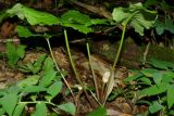 Arum maculatum