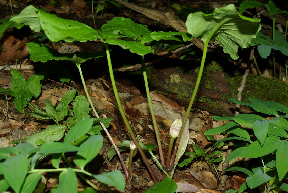 Изображение особи Arum maculatum.