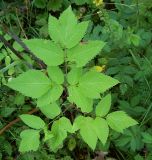 Archangelica officinalis. Прикорневой лист. Курская обл., г. Железногорск, плотина вдхр. на р. Погарщина. 30 июля 2007 г.