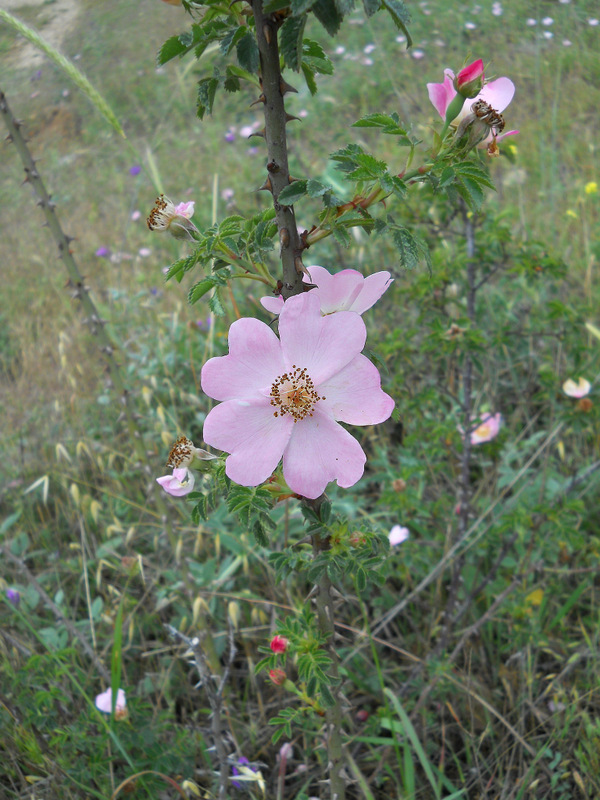 Image of genus Rosa specimen.