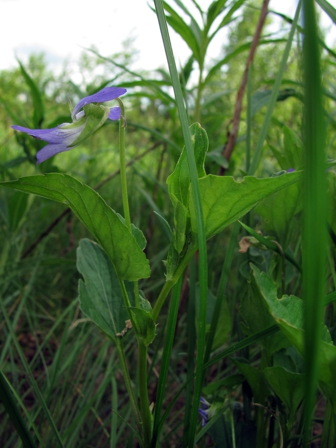 Изображение особи Viola ruppii.