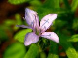 Phacelia