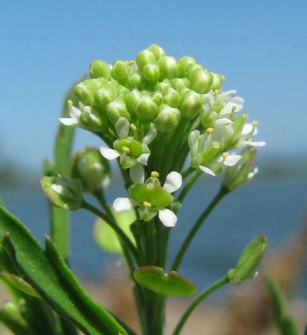 Image of Lepidium virginicum specimen.
