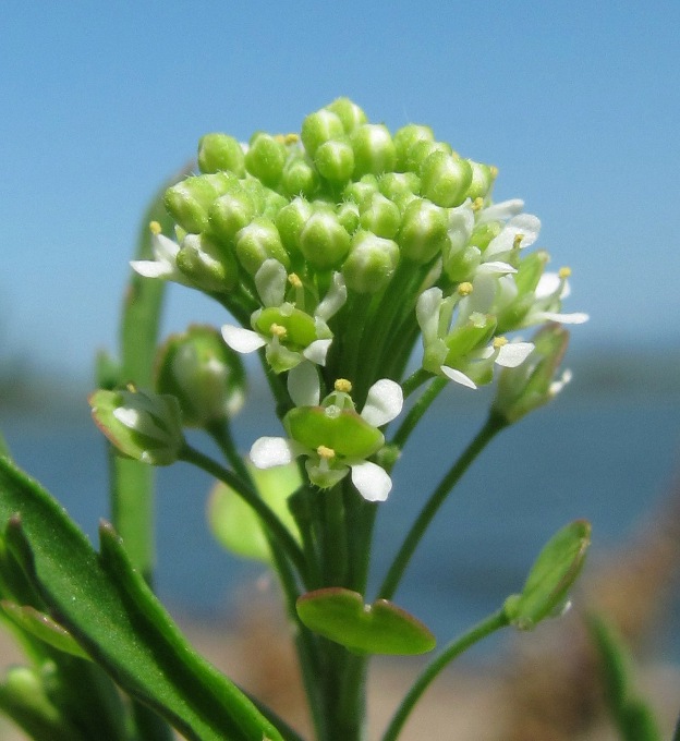 Изображение особи Lepidium virginicum.