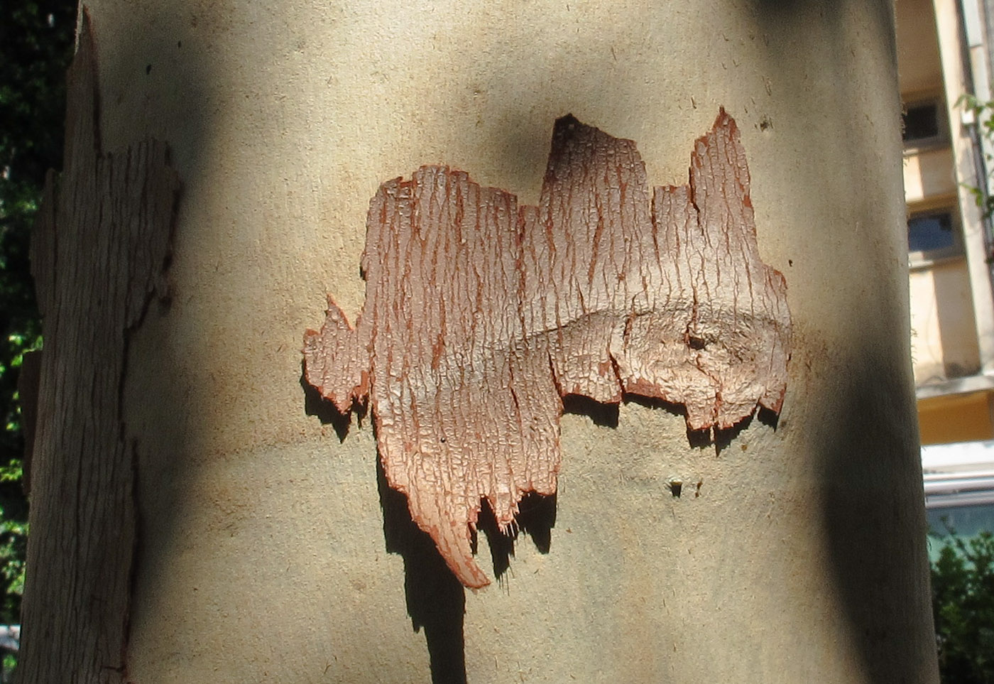 Image of Corymbia torelliana specimen.