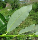 Salix phylicifolia