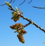 Pistacia mutica