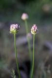 Allium inconspicuum. Верхушки побегов с соцветиями. Южный Казахстан, горы Каракус. 20.04.2012.