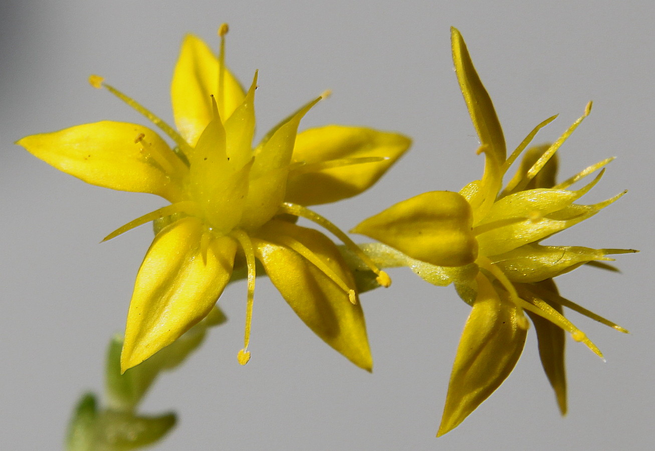 Image of Sedum acre specimen.
