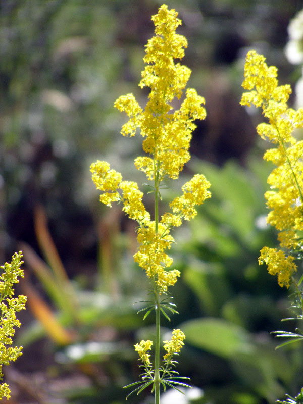 Изображение особи Galium pamiro-alaicum.