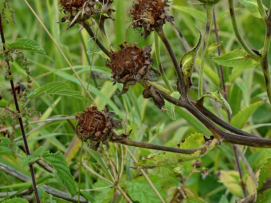 Изображение особи Inula helenium.