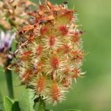 Glycyrrhiza echinata. Соплодие. Волгоградская обл., Волго-Ахтубинская пойма. 19.07.2012.