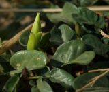 Ipomoea imperati. Бутон и листья (Ipomoea stolonifera (Cirillo) J.F. Gmel.). Греция, о. Родос, пос. Фалираки, берег Средиземного моря. 29.07.2012.