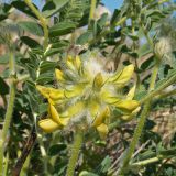 Astragalus vulpinus