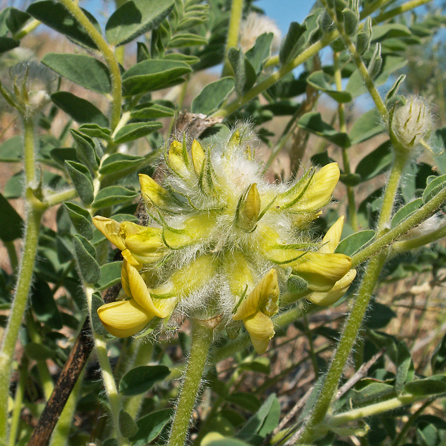 Image of Astragalus vulpinus specimen.