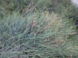 Ephedra distachya. Побеги. Крым, Тарханкутский п-ов, урочище Джангуль. 30.08.2012.