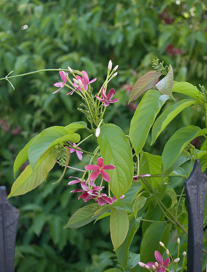 Изображение особи Combretum indicum.