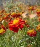 Tagetes patula. Соцветие с кормящимся бражником. Южный берег Крыма, окр. пгт Партенит. 15 октября 2012 г.