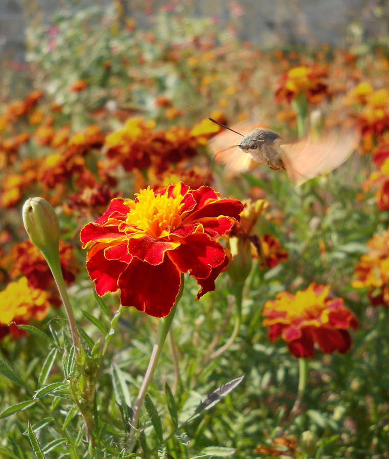 Image of Tagetes patula specimen.