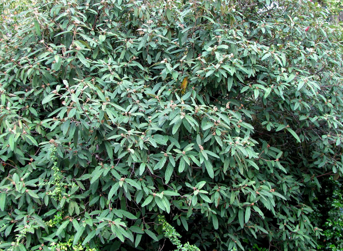 Image of Viburnum rhytidophyllum specimen.