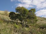 Acer tataricum