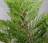 Cupressus × leylandii. Часть веточки. Германия, г. Кемпен, в культуре. 09.11.2012.