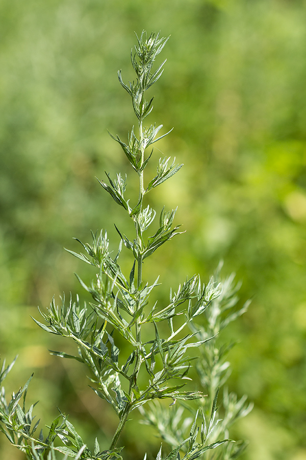 Изображение особи род Artemisia.