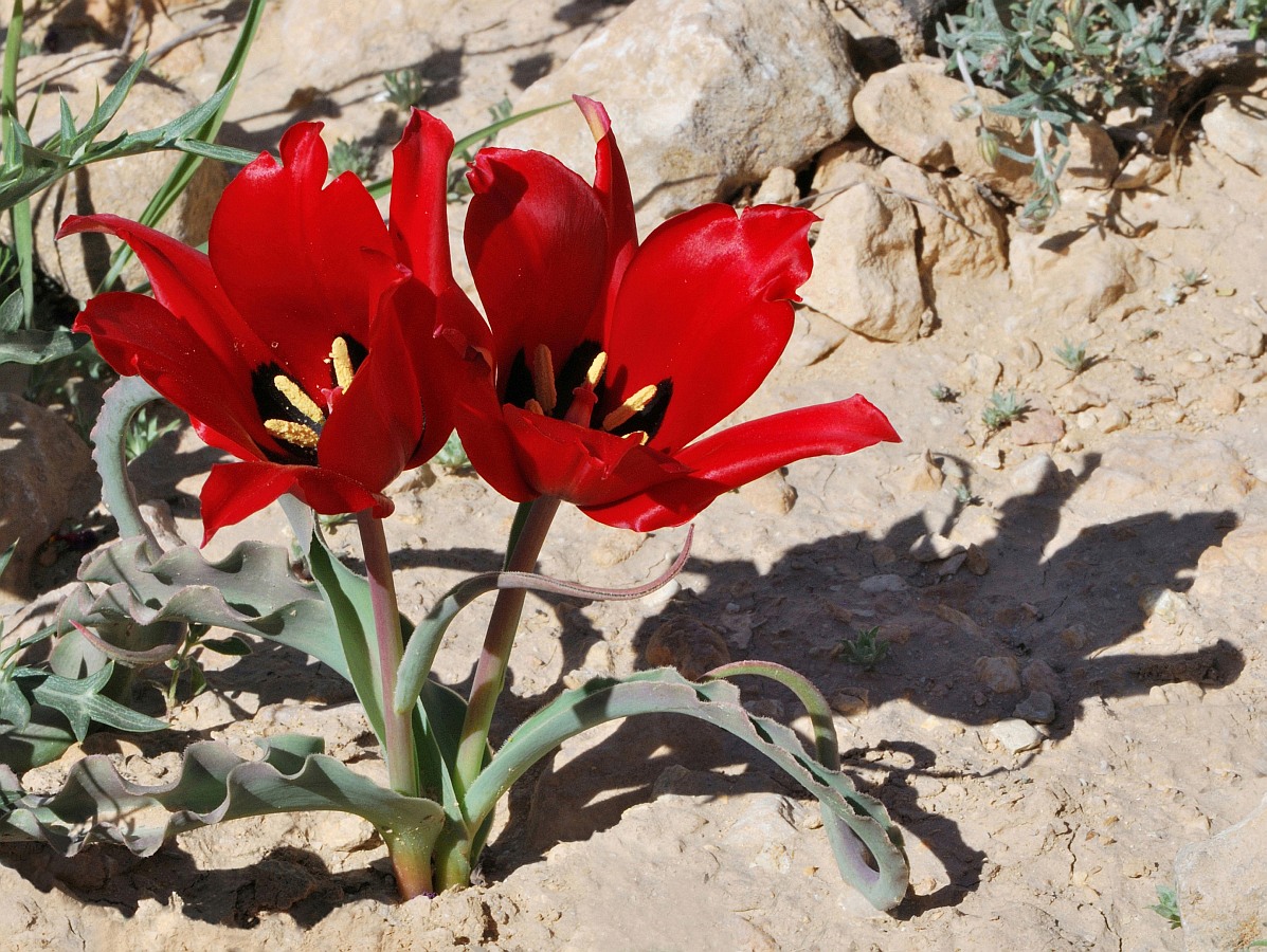 Изображение особи Tulipa systola.
